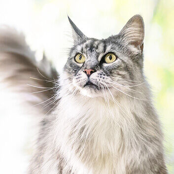 PURINA ONE cat looking at camera